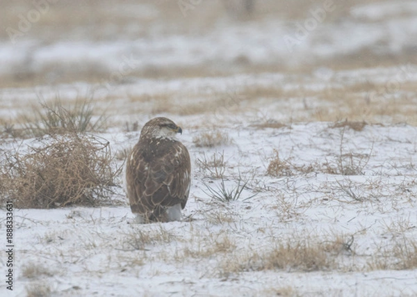 Fototapeta Ferruginous Hawk
