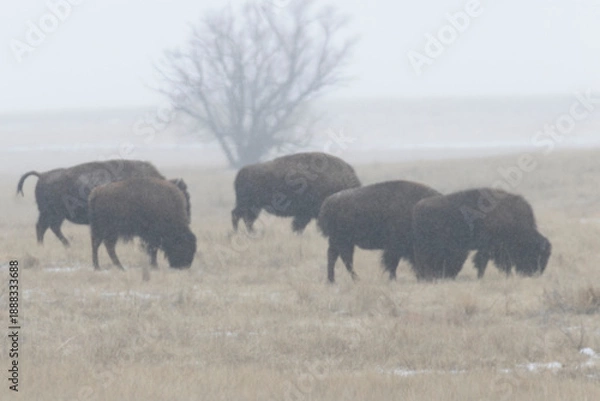 Fototapeta American Bison