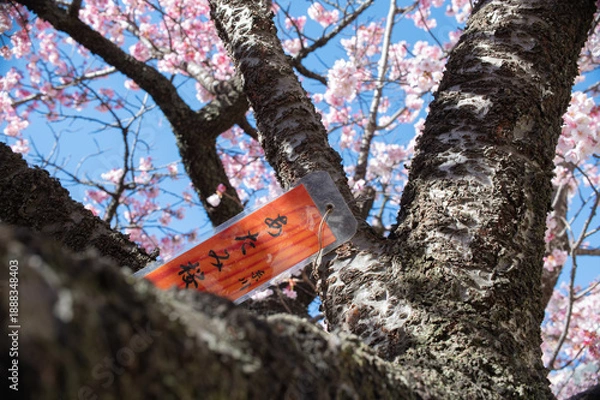 Obraz 日本で一番階下の早いと言われる熱海の桜