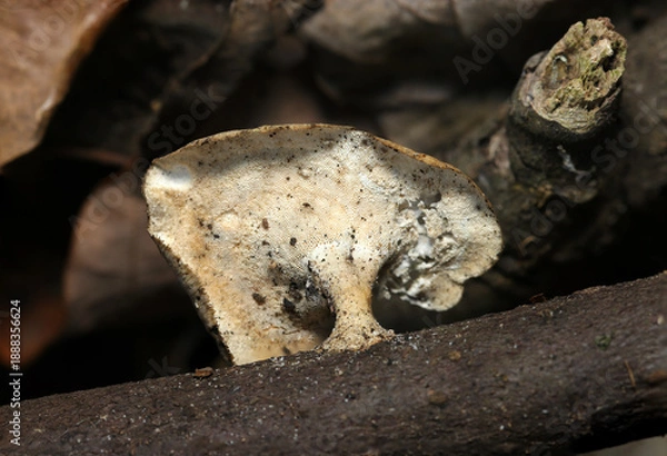Obraz 落葉と枯れ枝にツヤウチワタケモドキ茸の腹側の根茎と広がるヒダ（Microporus longisporus、フィールド菌・キノコ類マクロ撮影）