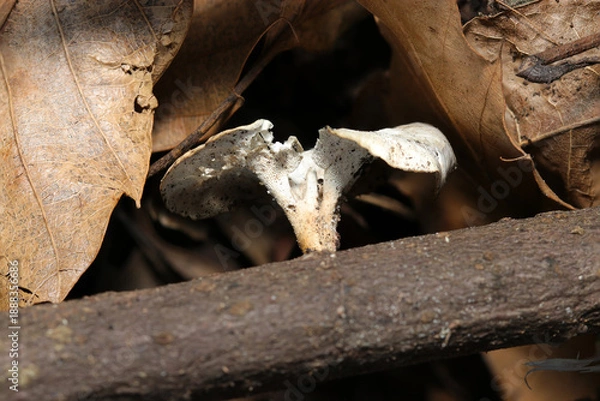 Obraz 落葉と枯れ枝にツヤウチワタケモドキ茸を横から観察（フィールド菌・キノコ類マクロ撮影）