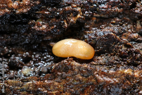 Obraz 湿潤な朽木裏土壌に越冬成長する体長5mmの小さな橙色のナメクジ赤ちゃん（自然環境下マクロ撮影）