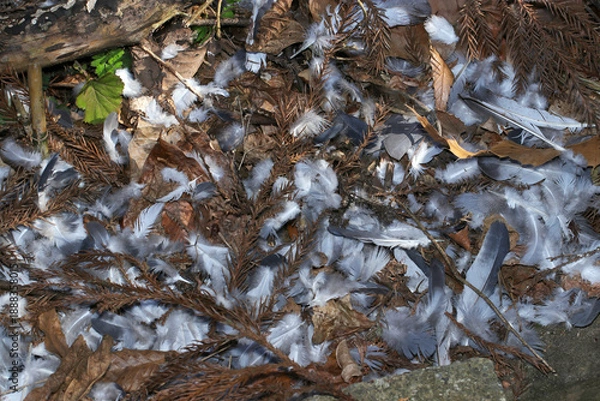 Fototapeta ドバトがタカなどの猛禽類に狩られ、無残にむしられた羽が散乱する山里風景。