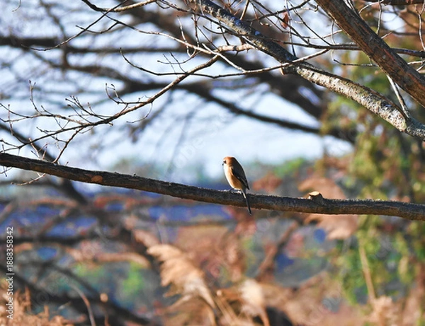 Obraz 枝から遠くを見つめるモズ