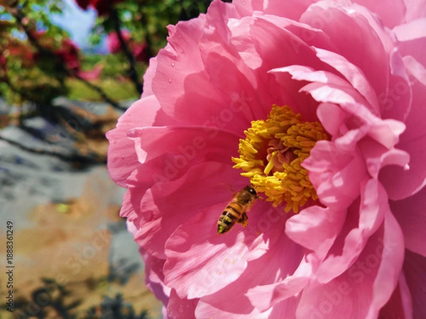 Obraz ピンクの牡丹の蜜を吸うミツバチ