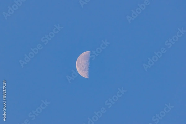 Obraz 朝の半月