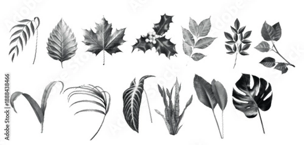 Obraz Haftoon Effect Botanical Leaf Collage Illustration