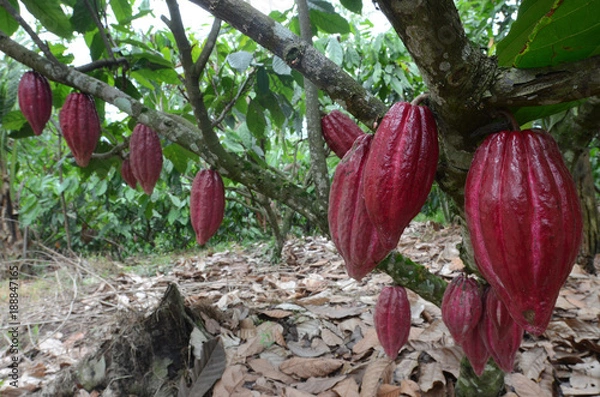 Fototapeta Glanmore cacao plantation, Banyuwangi, East Java, Indonesia