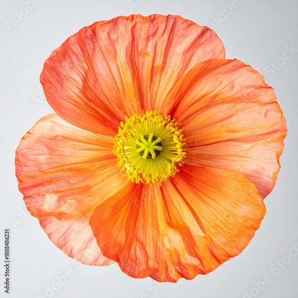 Obraz Orange Flower Bloom
