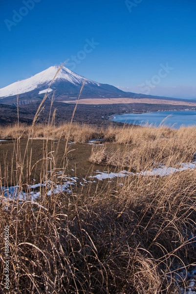 Obraz 鉄砲木の頭から望む冠雪の富士山