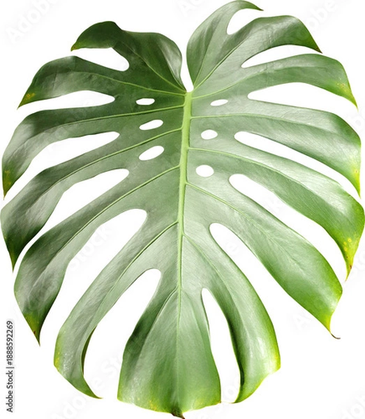 Obraz 몬스테라 나뭇잎