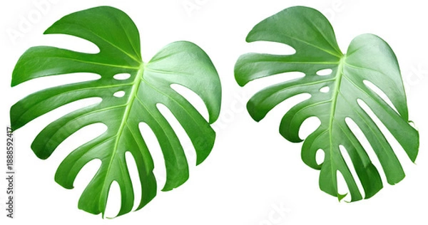 Obraz 몬스테라 나뭇잎