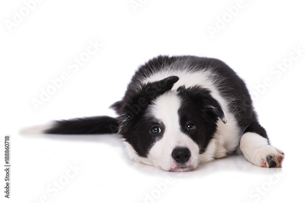 Fototapeta Liegender Border Collie Welpe sieht in die Kamera