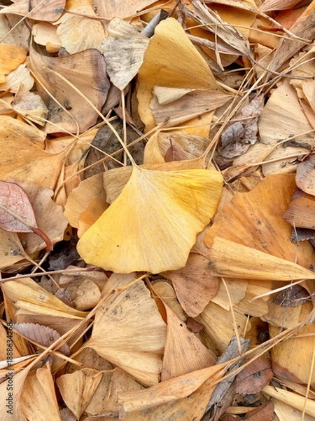 Obraz イチョウの落ち葉