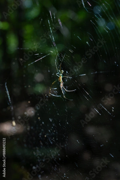 Obraz ジョロウグモとクモの巣