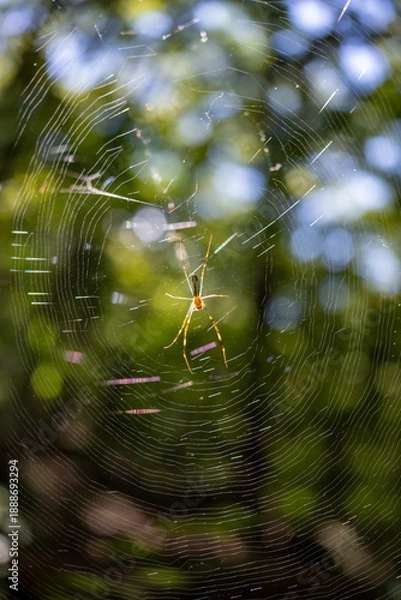 Obraz ジョロウグモとクモの巣