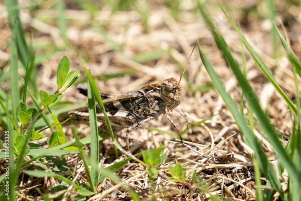 Obraz トノサマバッタ