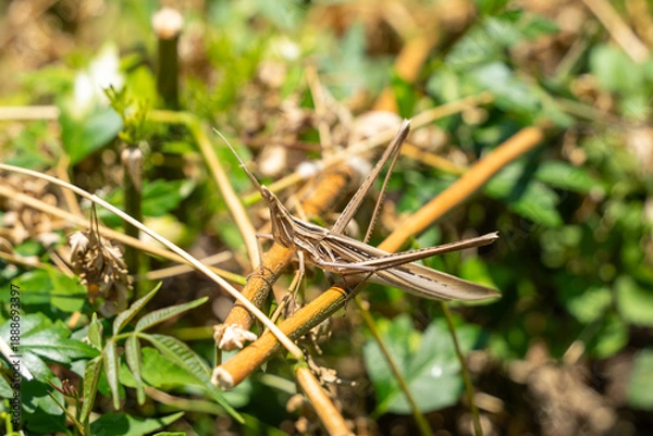 Obraz ショウリョウバッタ