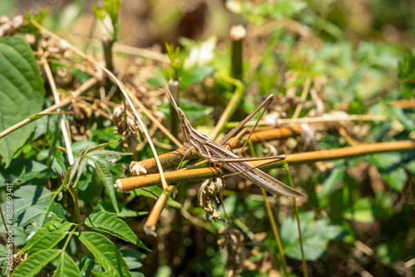 Obraz ショウリョウバッタ