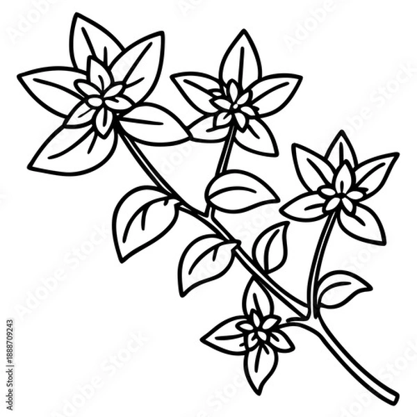 Obraz Oregano line art vector