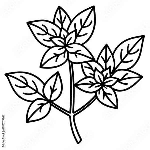 Obraz Oregano line art vector