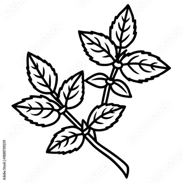 Obraz Oregano line art vector