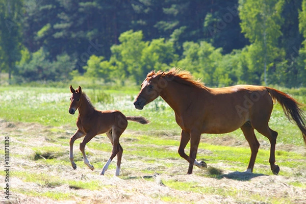 Obraz horse breeding