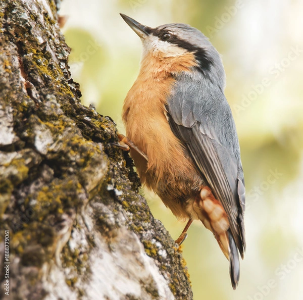 Obraz Kleiber am Baumstamm