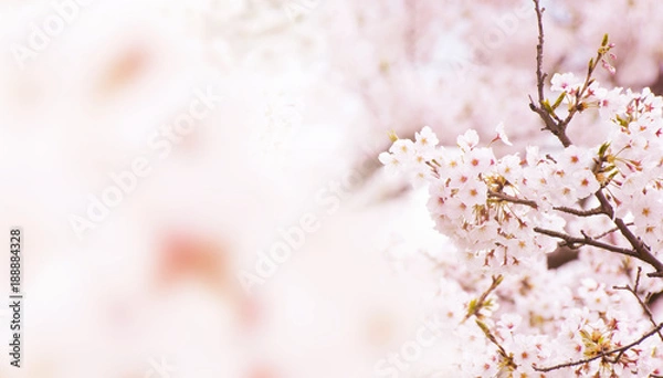 Fototapeta 桜のイメージ