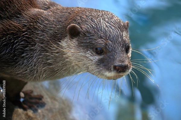 Obraz コツメカワウソ