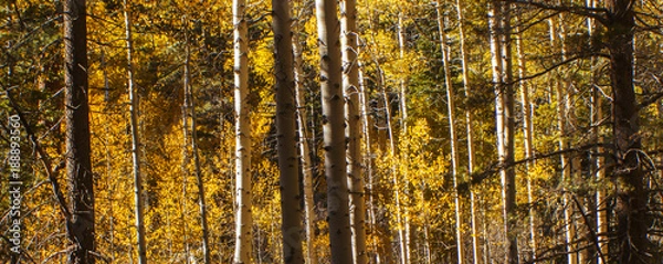 Obraz Aspen Field Long