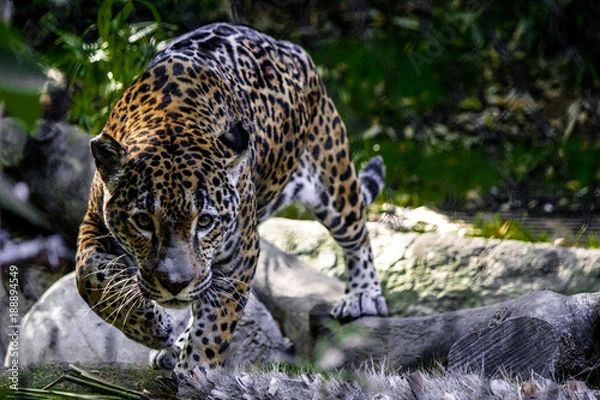 Obraz Coming for You