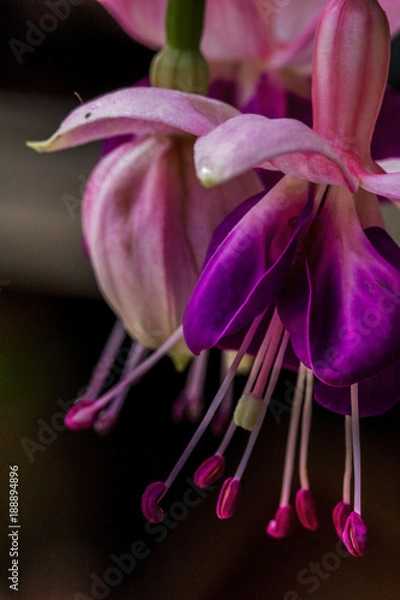 Obraz Hanging Around