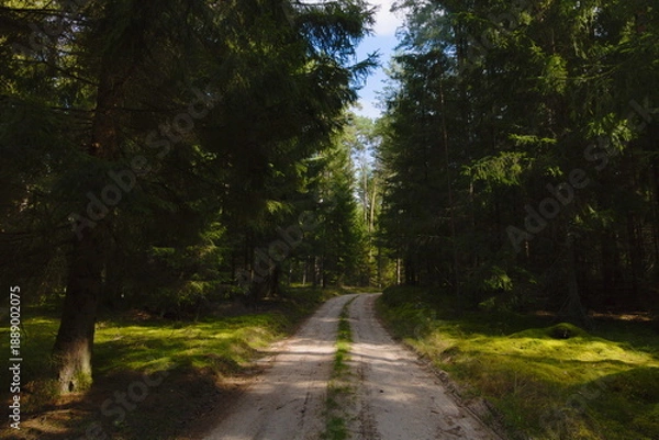 Obraz road in the forest