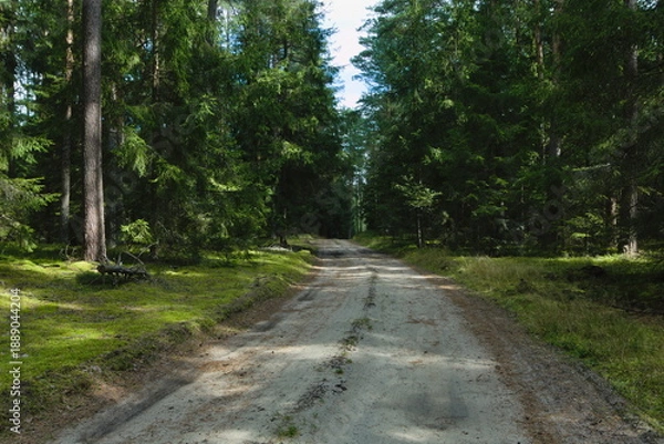 Obraz road in the forest