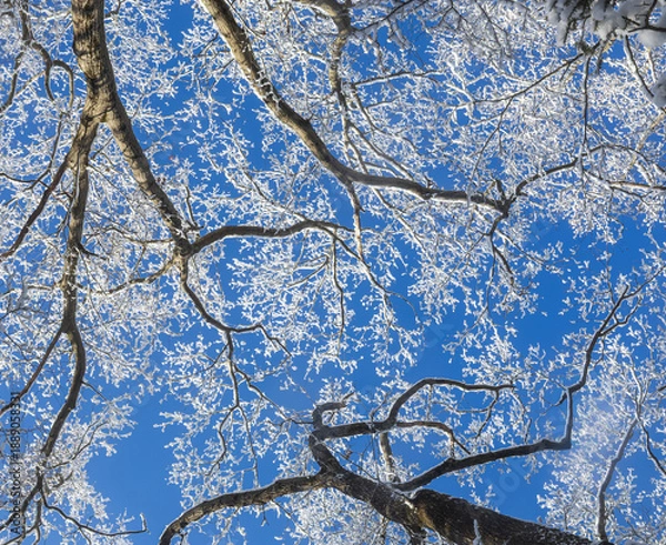 Obraz Snow-covered branches and a blue sky