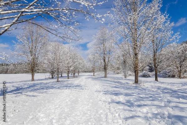 Obraz Path through snow-covered trees