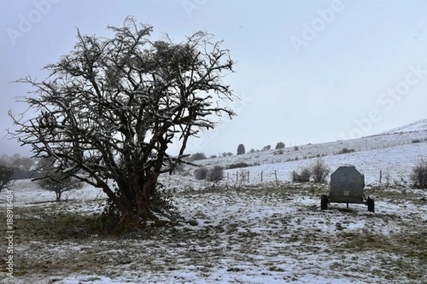 Fototapeta Winter landscape with tree