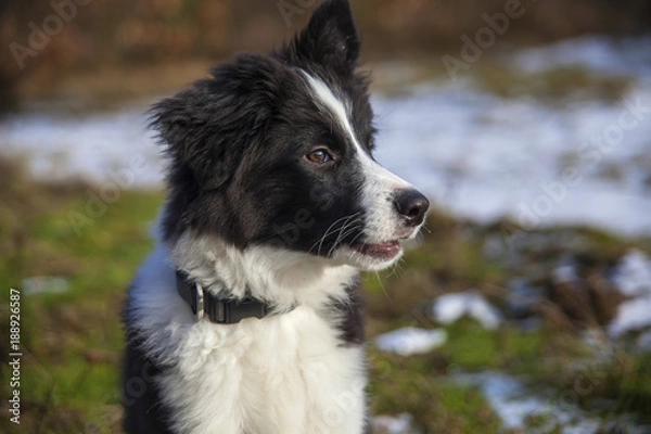Fototapeta border collie on a walk in the woods in winter