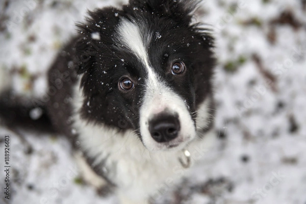 Fototapeta border collie on a walk in the woods in winter