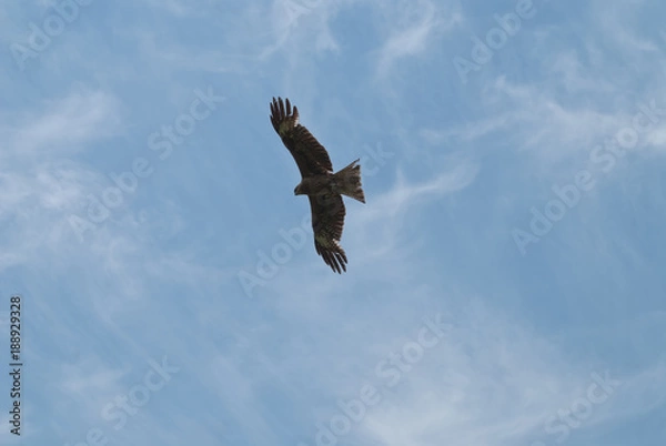 Obraz 翼を広げる鳶