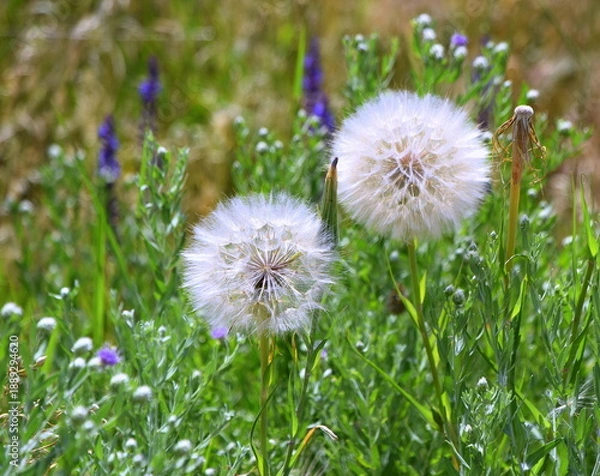 Obraz Löwenzahn auf einer saftig grünen Wiese