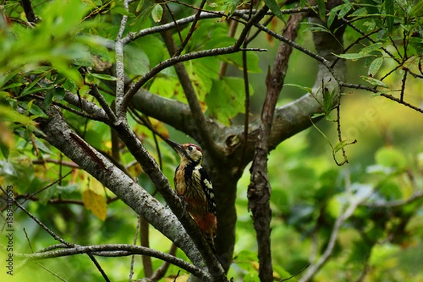 Fototapeta 秋の森のオオアカゲラ