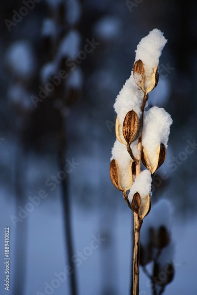Fototapeta オオウバユリに積もる雪