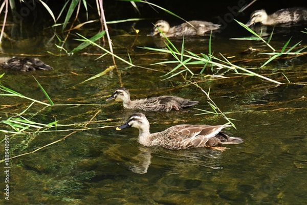 Fototapeta 川岸に浮かぶ少し成長したカルガモの親子