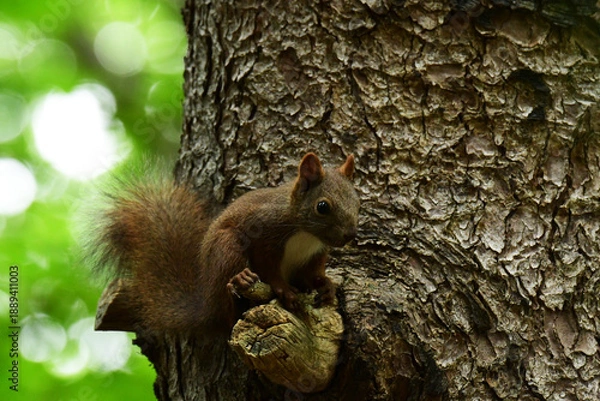 Fototapeta 松の木で休む幼いエゾリス