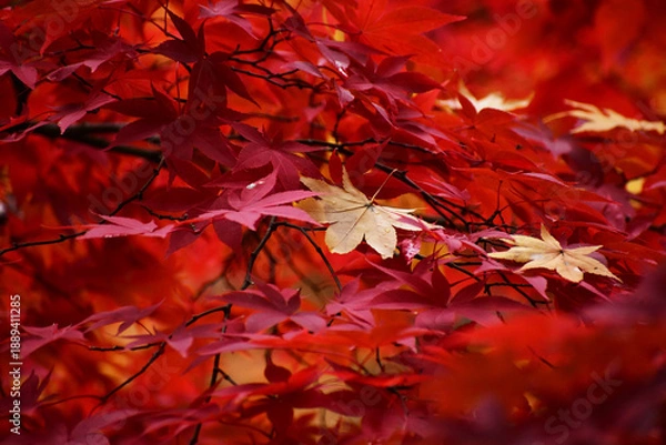Fototapeta 真っ赤なモミジの葉の中に黄色い葉