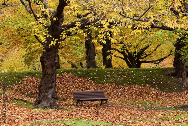 Fototapeta 晩秋の公園とベンチ
