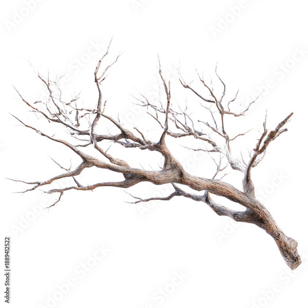 Obraz A bare, leafless tree branch