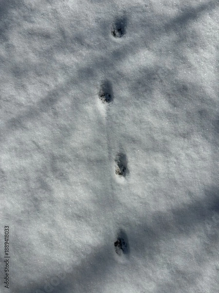 Obraz 눈 위 새 발자국
